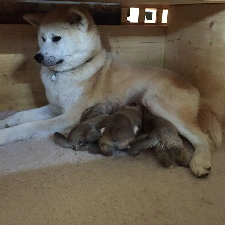 Akita-Inu-Welpen, Wurf 2017 Seishin Go, 2 Wochen