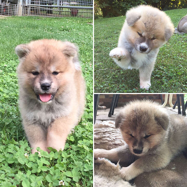 Akita Inu puppies, Litter 2017 Seishin Go, 6 Weeks