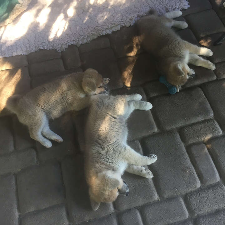 Akita Inu puppies, Litter 2017 Seishin Go, 8 Weeks