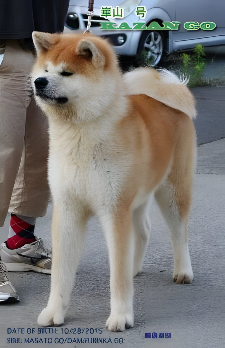 Parents, Litter 2018 Seishin Go, photo 3