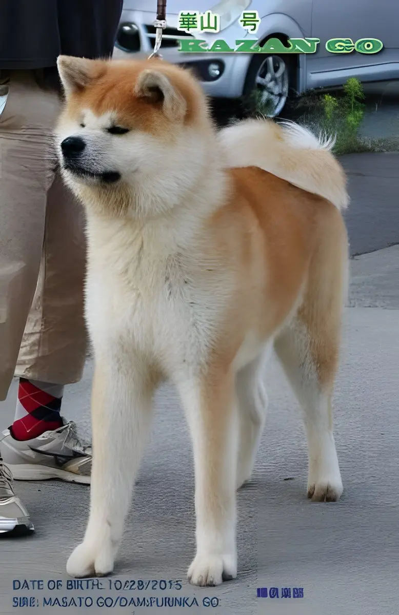 Elterntiere, Wurf 2018 Seishin Go, Foto 3