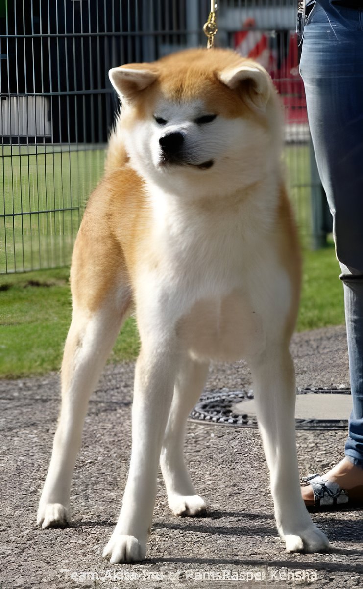 Parents, Litter 2018 Sarasa Go, photo 3