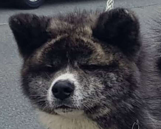 Akatsuki no Ryuusei Go, Akita Inu male, imported from Japan