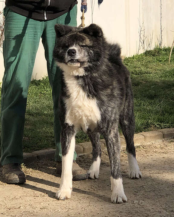 Akatsuki no Ryuusei Go Shirai, Akita Inu, Foto 5