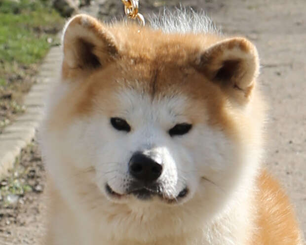 Daiden Go, Akita Inu male, imported from Japan