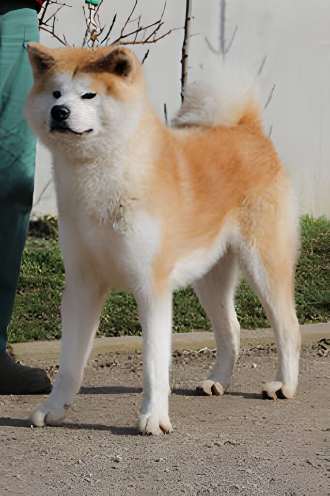 Daiden Go Shirai, Akita Inu male, imported from Japan