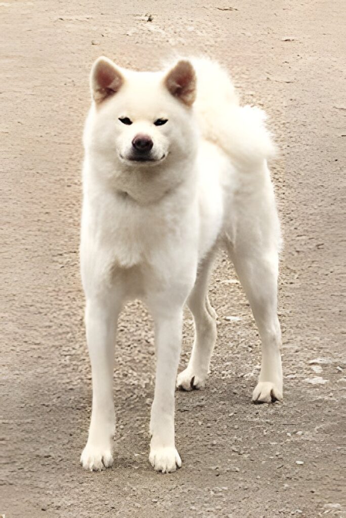 Hakutsuru Hime Go Toukyou Takaryuu, Akita Inu femelle, importée du Japon
