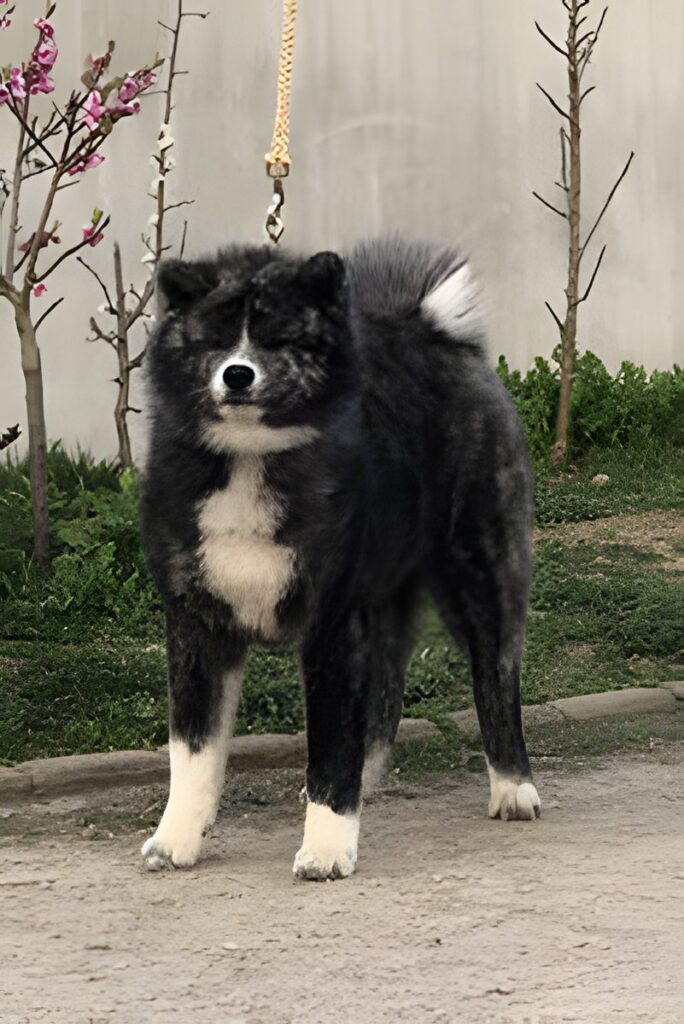 Akita-Inu-Hündin O'Kanon Go of Ikenohatade