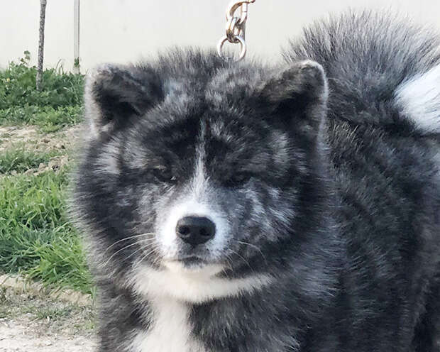 Akita-Inu-Hündin O'Kanon Go