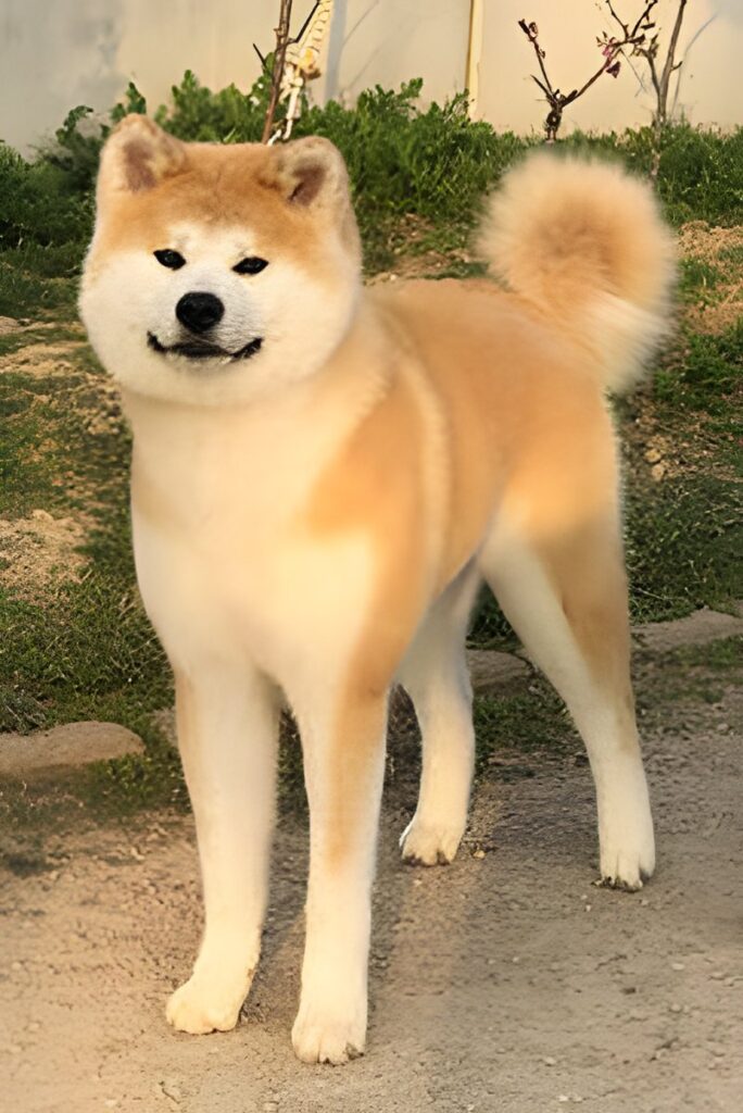 Akita-Inu-Hündin Orie Go of Ikenohatade