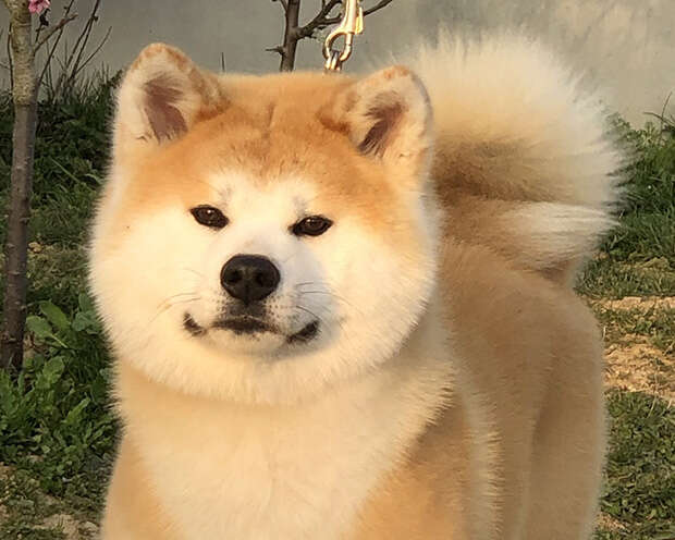 Akita-Inu-Hündin Orie Go