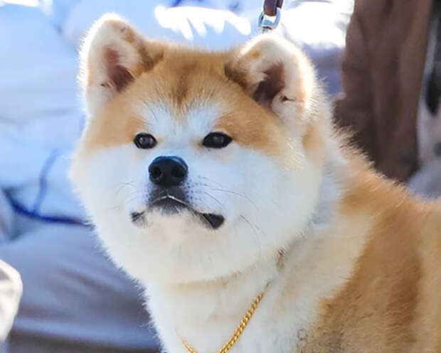 Akita-Inu-Rüde Tomokaze Go, Japanimport