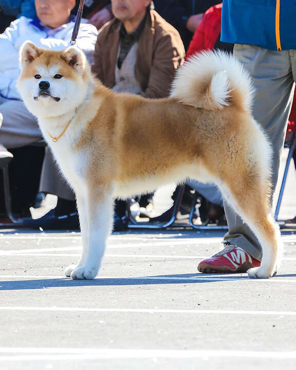 Tomokaze Go Shirai, Akita Inu, Foto 3